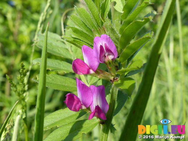 FZ029123 Common Vetch (Vicia sativa) pink flower